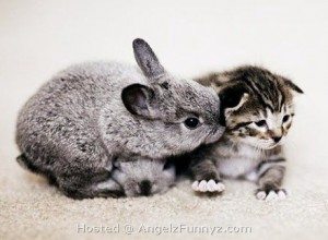 Un gattino e un coniglietto
