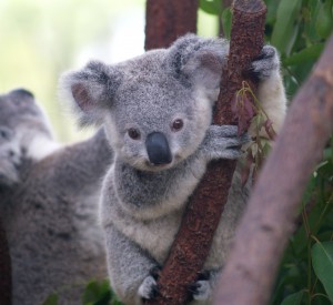 Un simpatico cucciolo di koala.