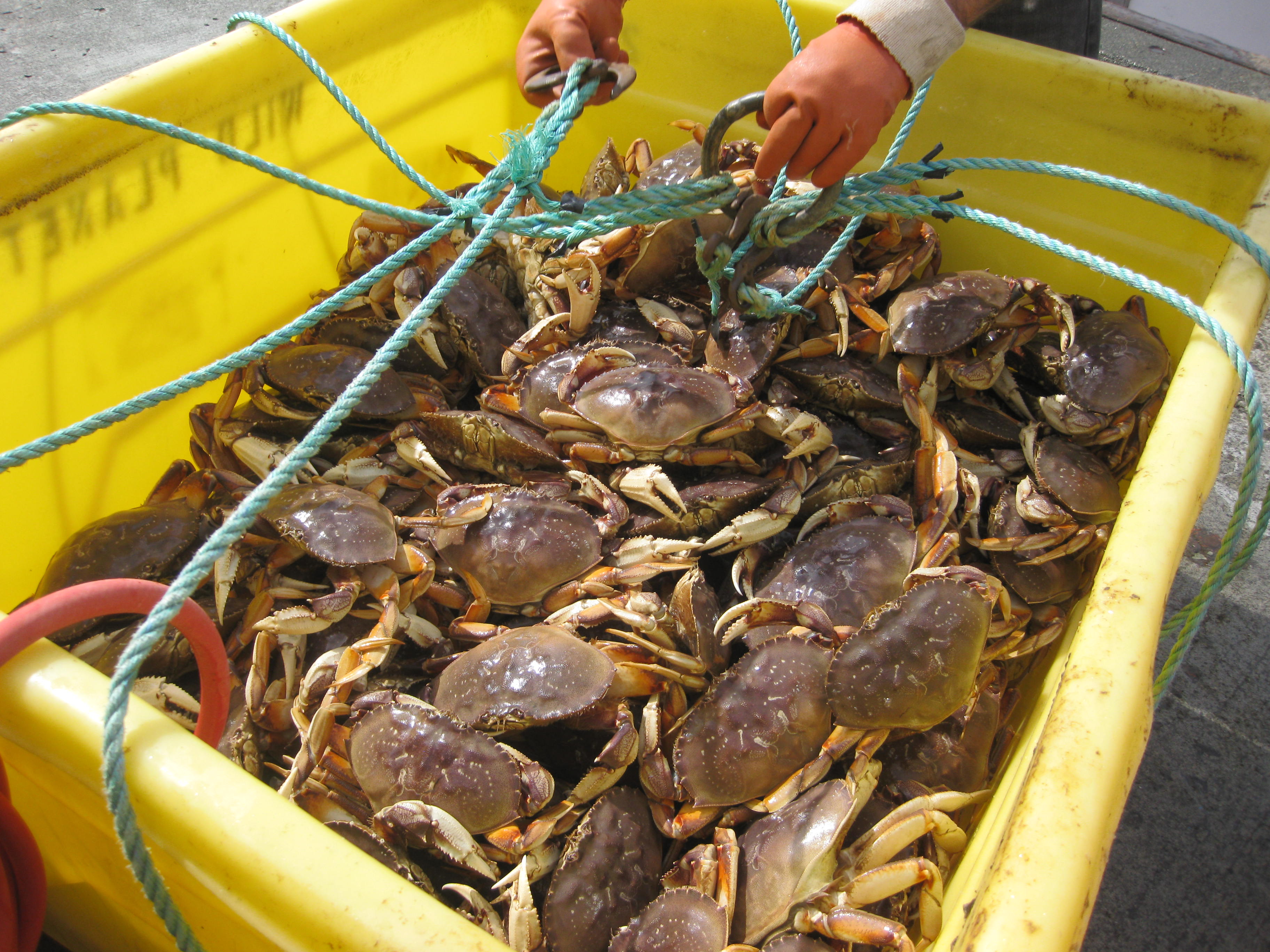 crabs-in-bin-commercial-catch2